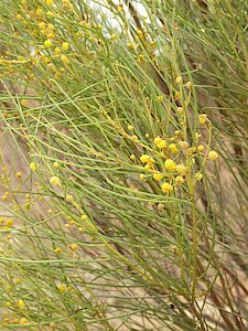 Melobasis soror soror, PL4911A, adult host plant, Acacia calamifolia (PJL 3526), FR